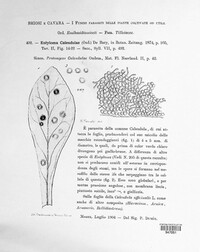 Entyloma calendulae image